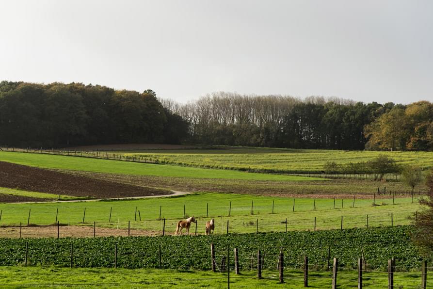 natuur foto